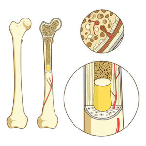 Das Knochenmark | Organe.de