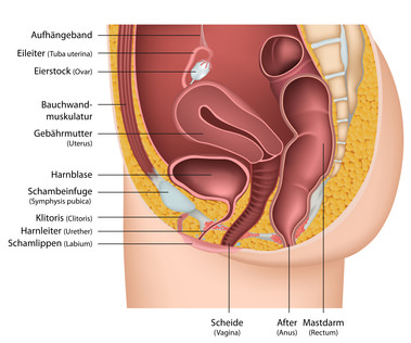 Die Weiblichen Geschlechtsorgane Organe De